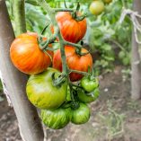 Tomato Tigerella